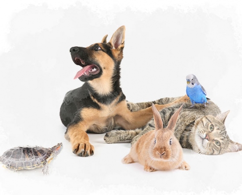 Pets