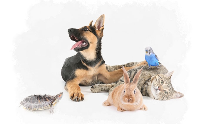 Pets