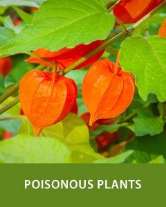 Safety: Poisonous Plants